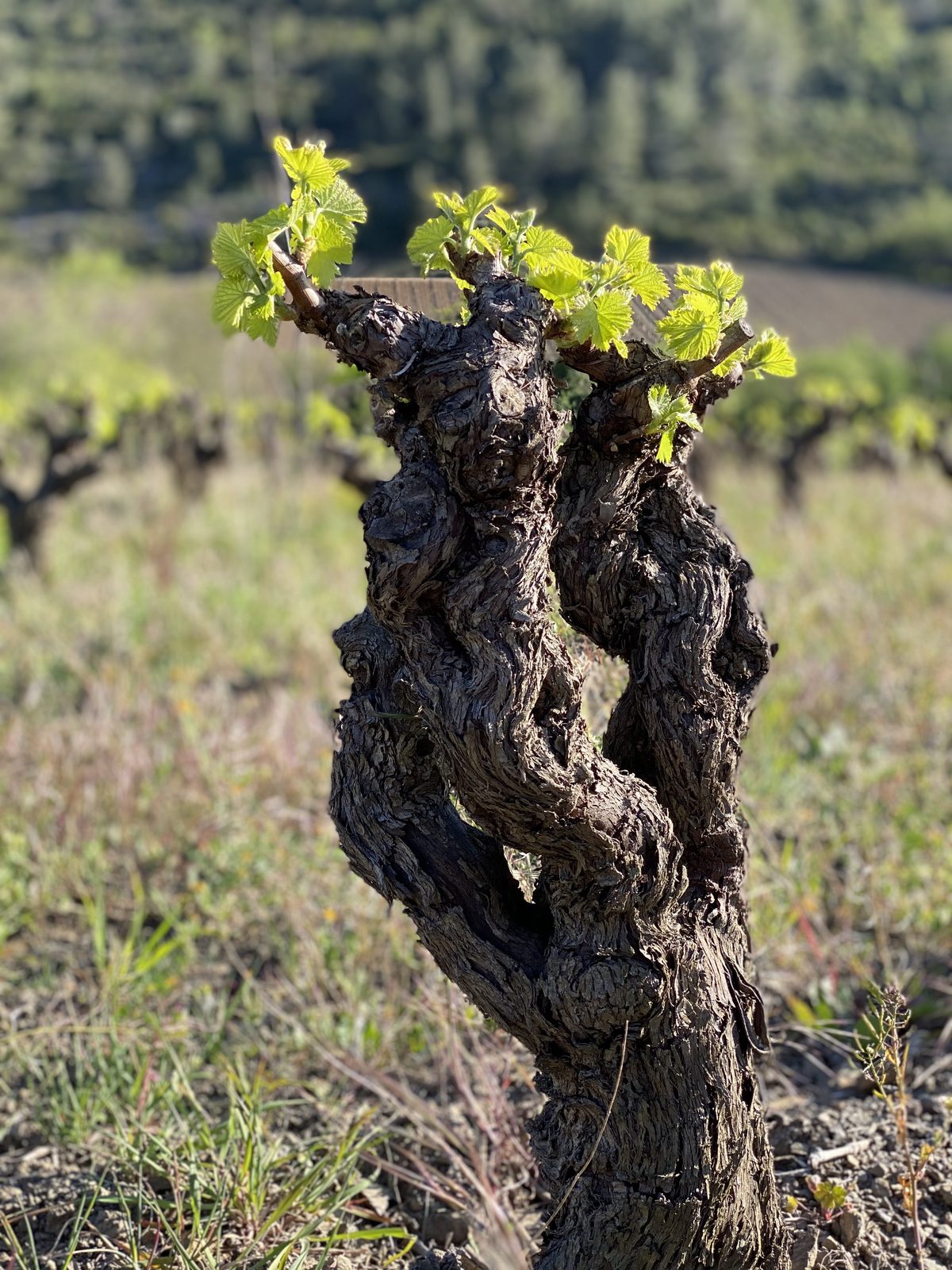 Vieux cep de vigne en gobelet avec ses premières feuilles, dans les vignes de Cabrières, près de Souki