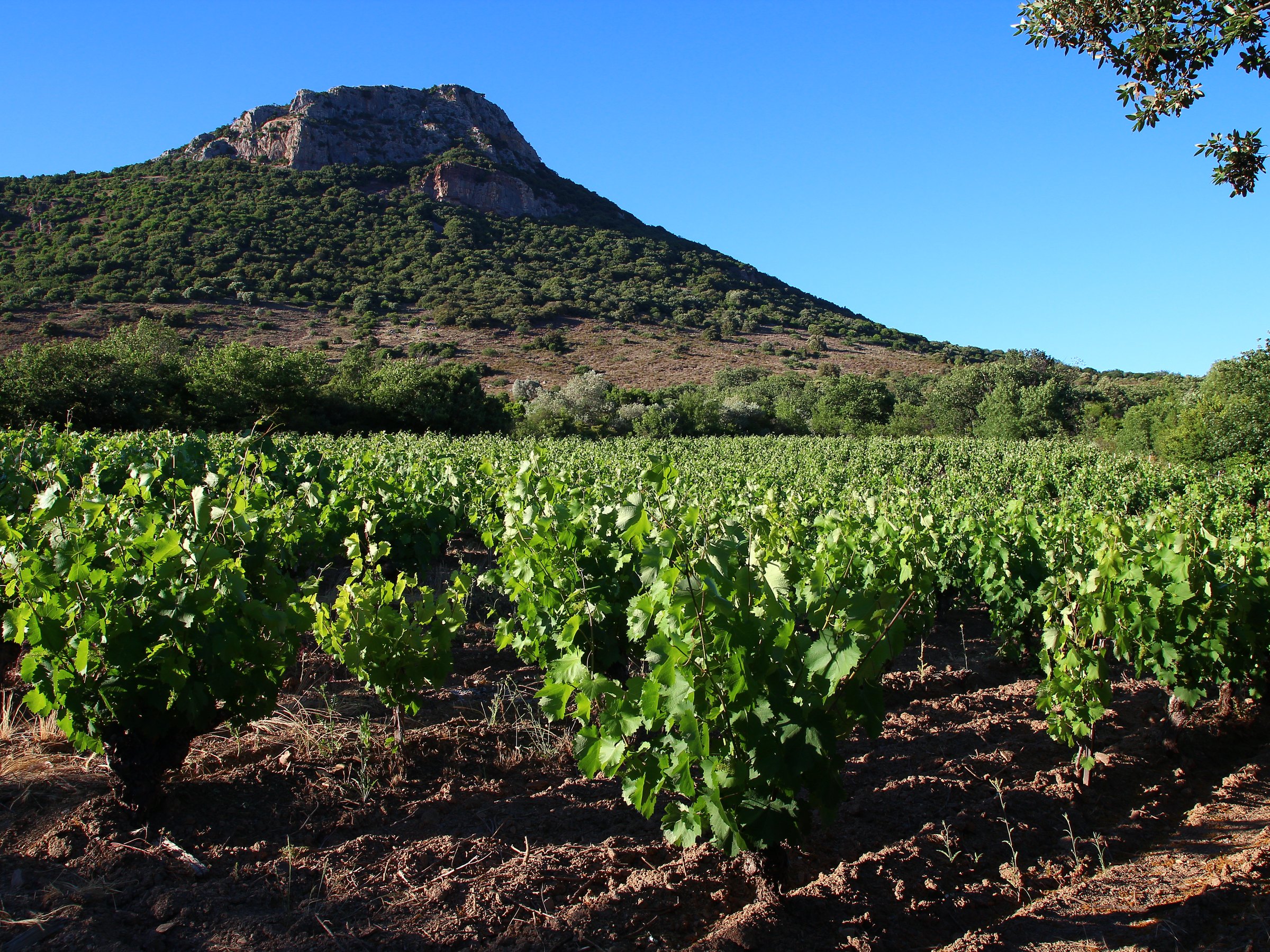 The Cabrières vines at the foot of Mont Vissou, red earth between the rows
