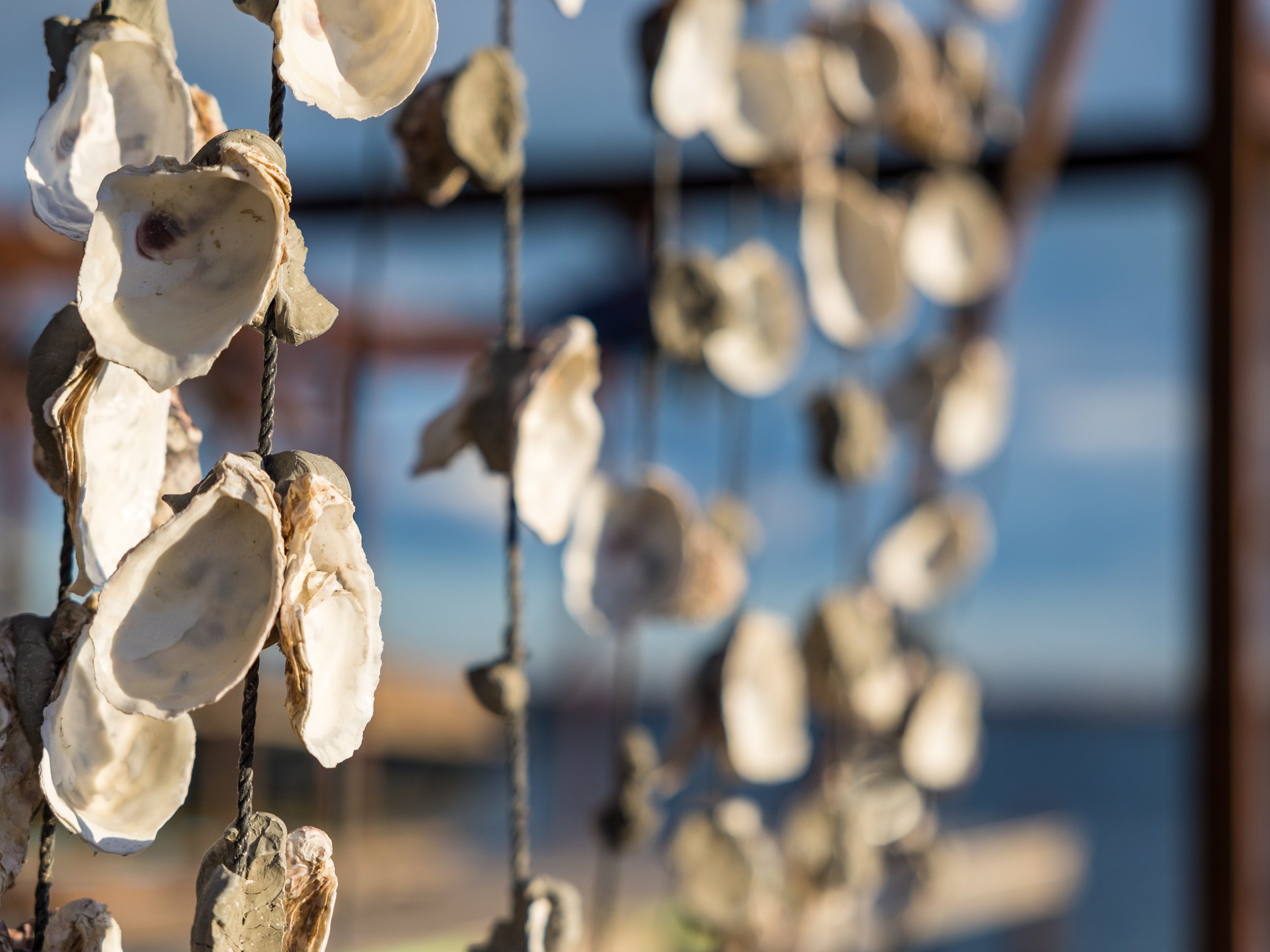 Strings of oyster shells hanging at Bouzigues