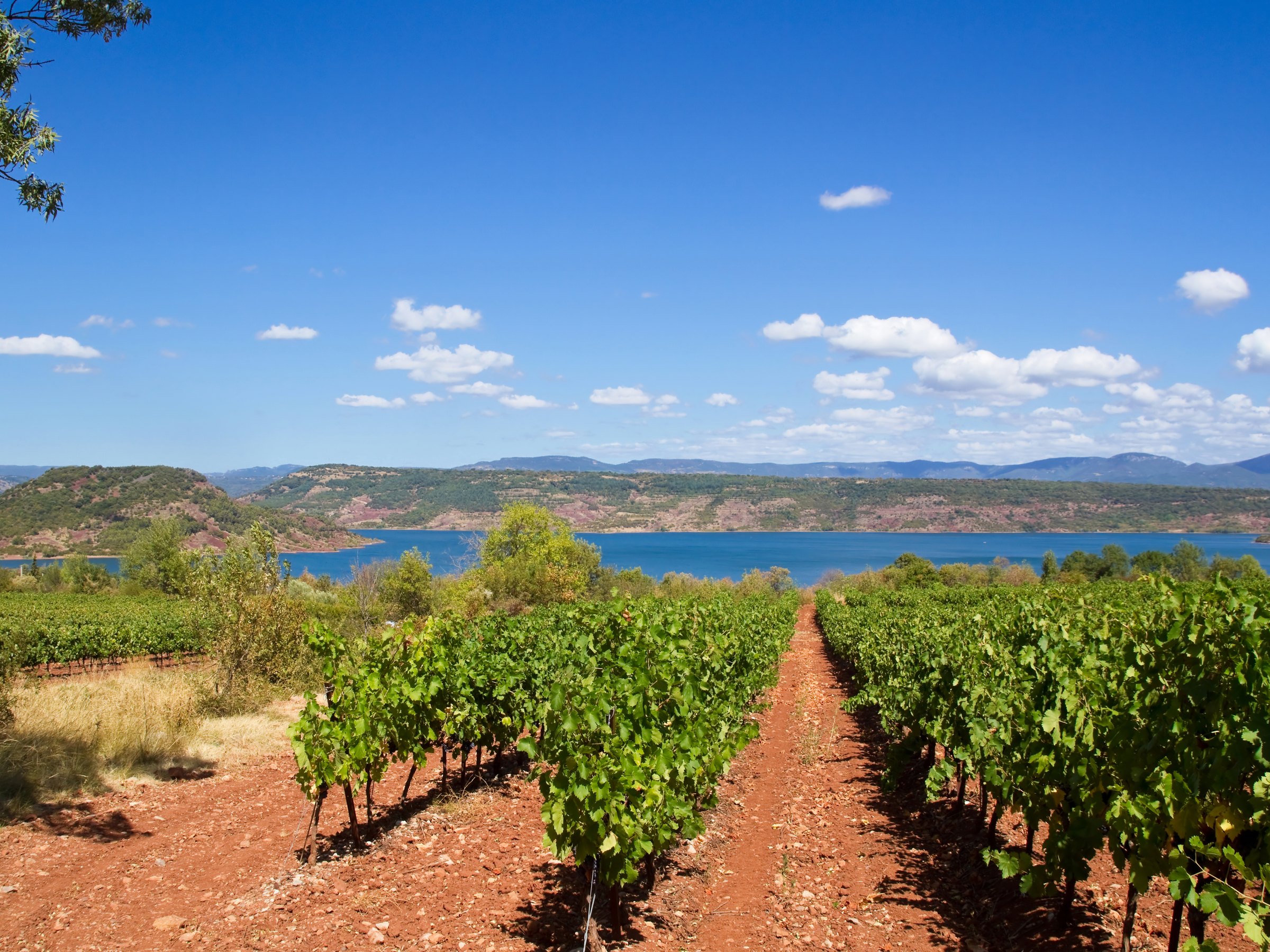 A row of vines running down to Lac du Salagou, on the red earth